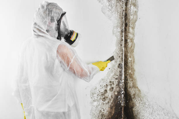 Mold Remediation for Vacation Homes in Woodcrest, CA